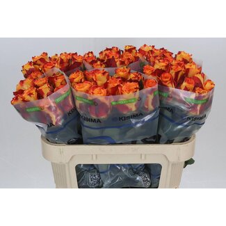 Freshy Rosa Silantoi