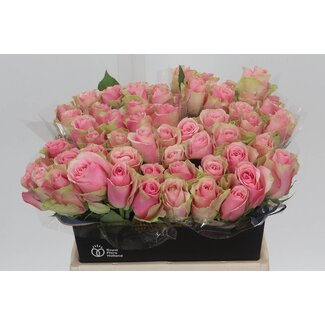 Freshy Rosa Belle Rose