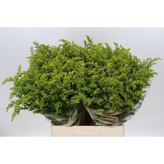 Freshy Solidago Carzan Glory