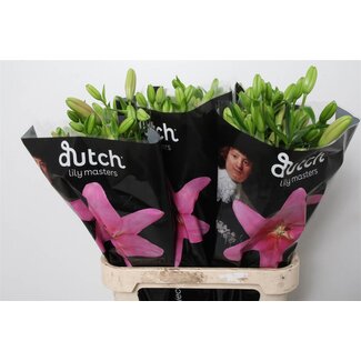 Freshy Lelie Longi x Aziatic Aqua Brindisi