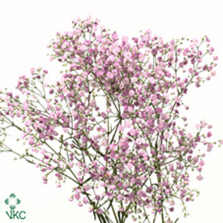 Freshy Gyps Pa My Pink