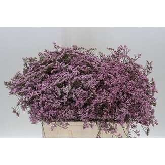 Freshy Limonium Saf Oshi Pink