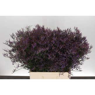 Freshy Limonium Saf Dark Blue