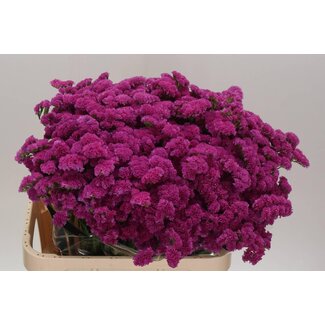 Freshy Limonium S Dark Pink Ch
