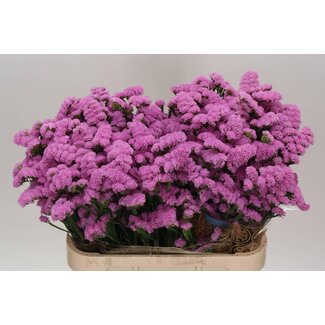 Freshy Limonium S Fantasia Wings