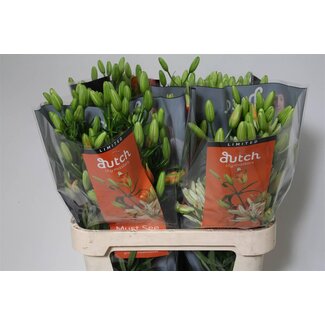 Freshy Lelie Longi x Aziatic Aqua Must See