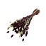 Phalaris Strauß “Bordeaux Natural” | Farbe: Bordeaux | Länge ± 65 centimeter | Gewicht 150 gram | Pro Strauß