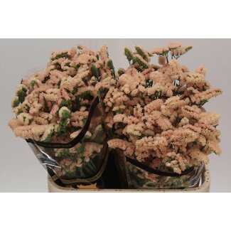 Freshy Limonium S Sin Ho Apricot