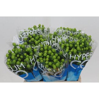 Freshy Hypericum Coco Bamboo