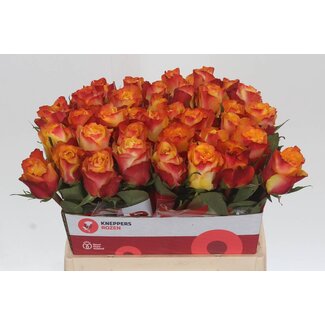 Freshy Rosa Downtown