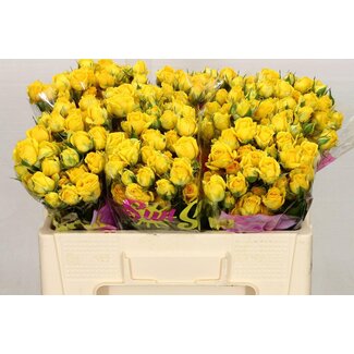 Freshy R tros Tarantella