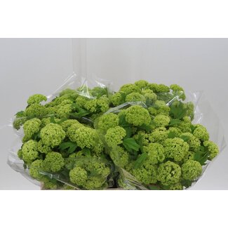 Freshy Sneeuwbal 2 Kop