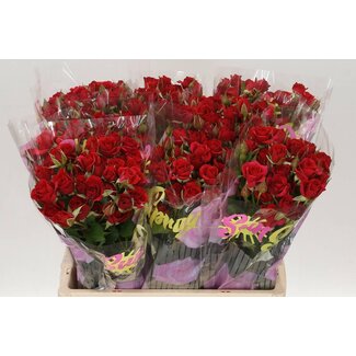 Freshy R tros Mirabel