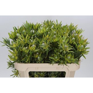 Freshy Leucadendron Pizza