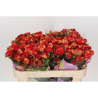 Freshy R tros Fire Flash