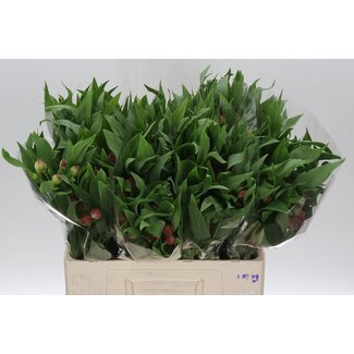 Freshy Alst.kort Rome