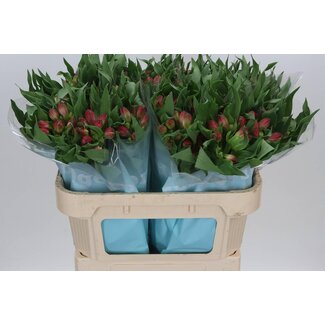 Freshy Alstroemeria Rome