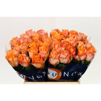 Freshy R Eq Twilight