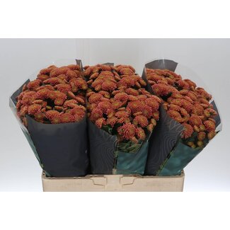 Freshy Chrysant santini Ellison Salmon