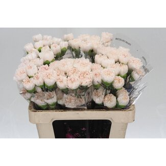 Freshy Anjer Kort Brut