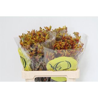 Freshy Anigozanthos Orange Velvet