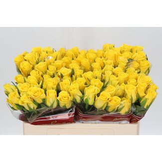 Freshy Rosa Moonwalk