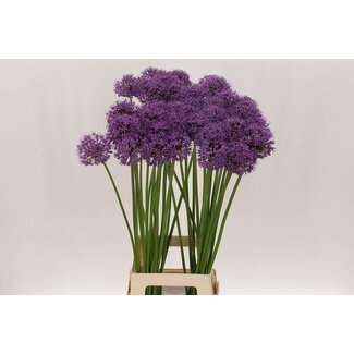 Freshy Allium Stratos
