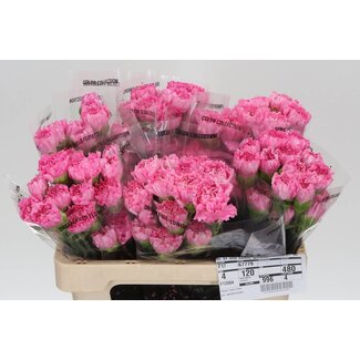 Freshy Anjer Kort Tonic Golem