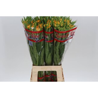 Freshy Asclepias Cu Silky Gold