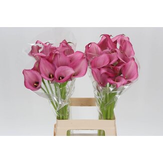 Freshy Zantedeschia Zazu