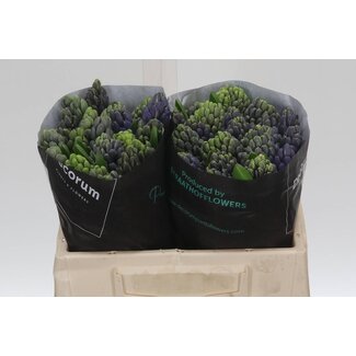 Freshy Hyacinth Delft Blue