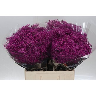 Freshy Gyp Kleurbehandeld Million Cerise