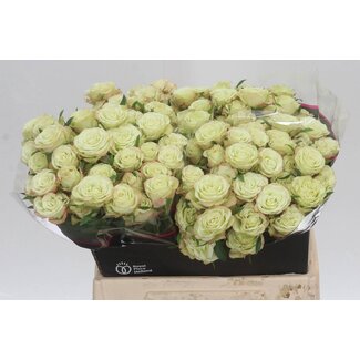 Freshy R tros Limousine Holla