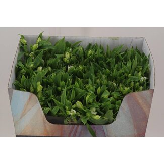 Freshy Alstroemeria Fl Charme White