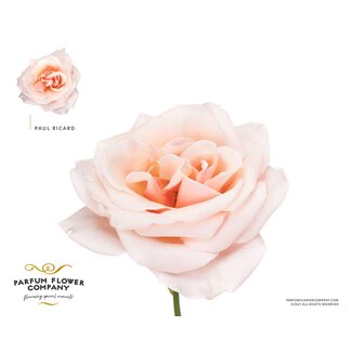 Freshy Rosa Meilland Paul Ricard