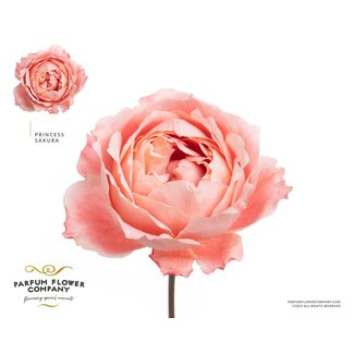 Freshy Rosa Princess Sakura