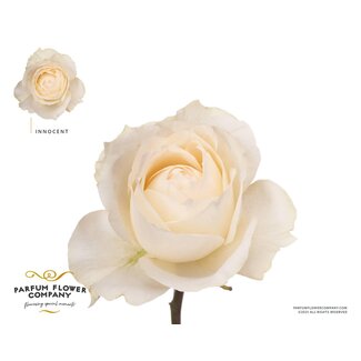 Freshy Rosa Premium Innocent