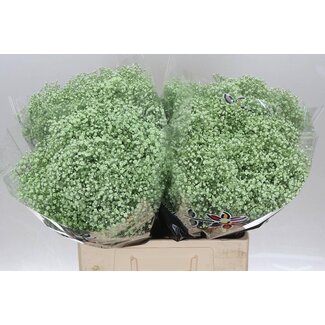 Freshy Gyp Kleurbehandeld Million Mint