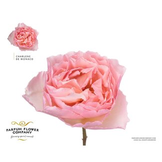 Freshy Rosa Meilland Charlene De Monaco