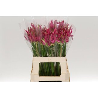 Freshy Nerine Bo Favoriet