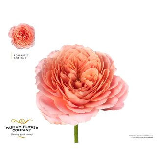 Freshy Rosa Garden Romantic Antike