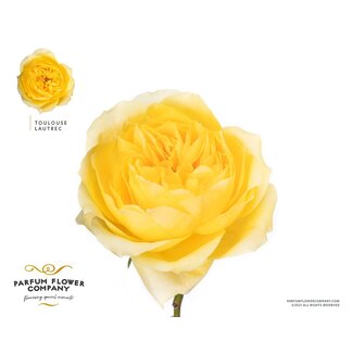 Freshy Rosa Meilland Toulouse Lautrec