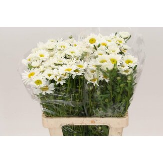 Freshy Leucanthemum Vulg Rheinblick