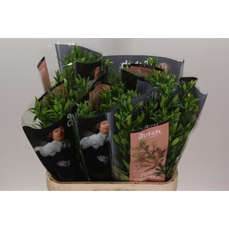 Freshy Lelie Longi x Aziatic Aqua Pink Cocotte