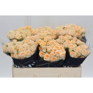 Freshy R tros Trinity