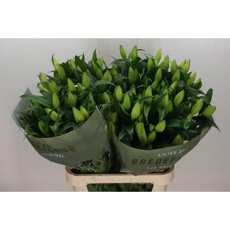 Freshy Lelie Oriental Aqua Zambesi