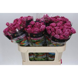 Freshy R tros Fiction