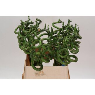 Freshy Dracaena S Lucky Bamboo