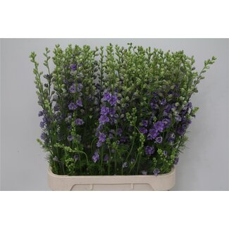 Freshy Consolida R Q Violet Lilac