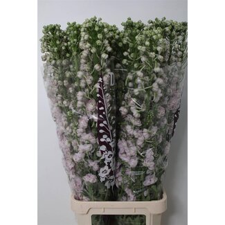 Freshy Delphinium Du Dew Pink Spijker